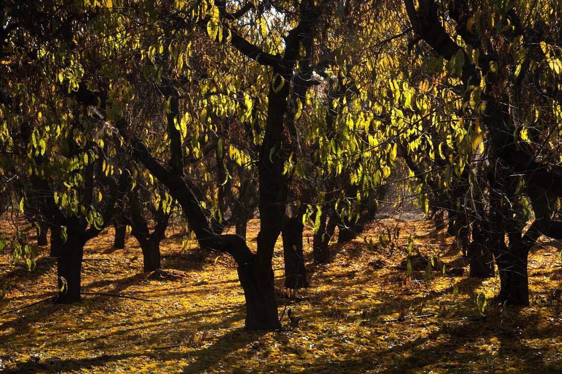 Almond trees change color along Highway 219 in Modesto on Tuesday, Nov. 24, 2020.
