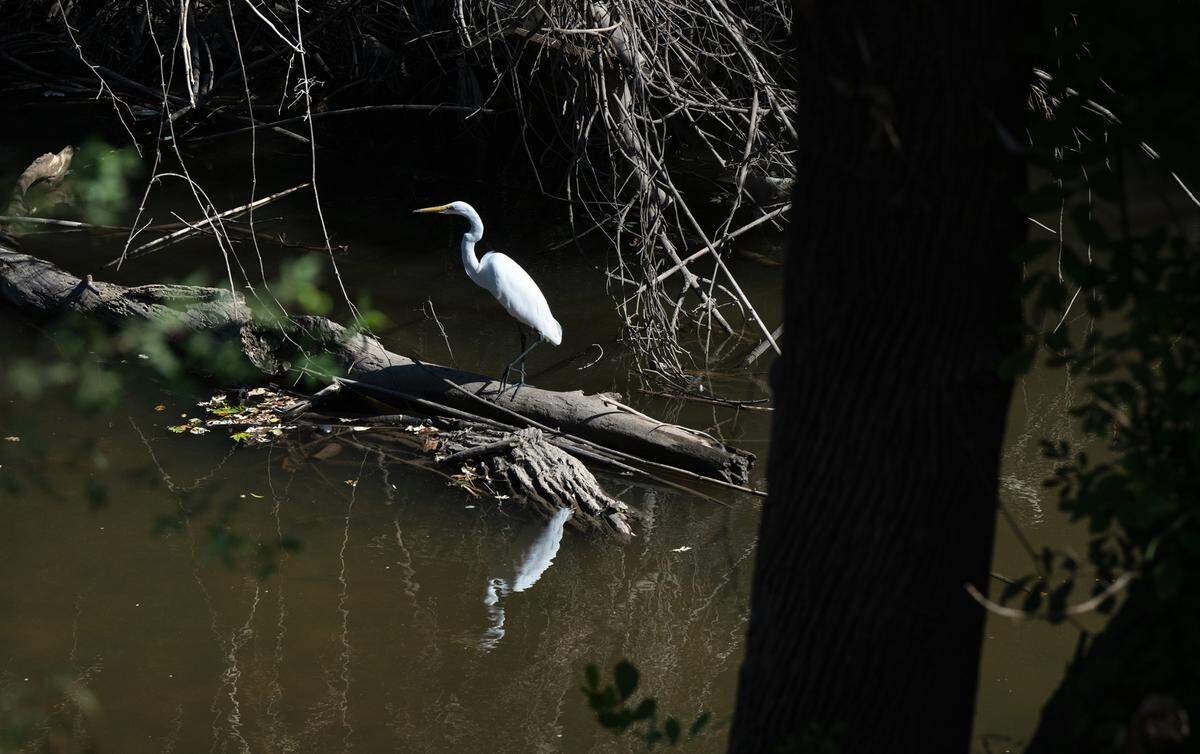 A snowy egret on Dry Creek at Gateway Park in Modesto, Calif., Saturday, Oct. 21, 2023.