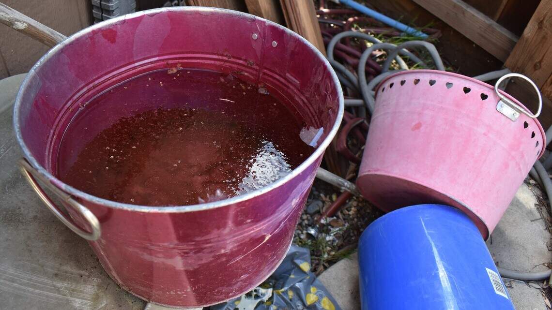 West Nile virus surfaces in Stanislaus County. Mosquitoes test positive in Modesto