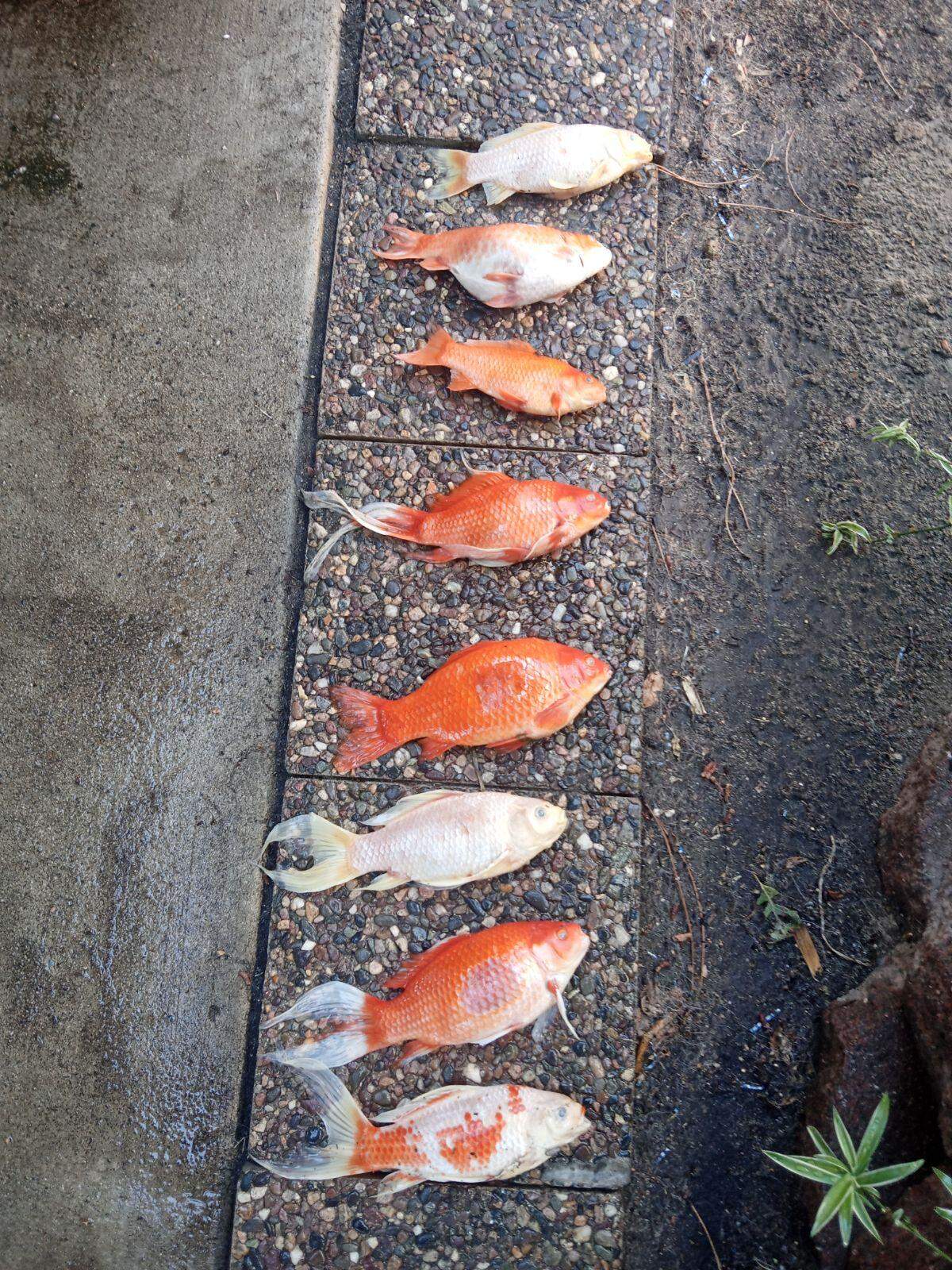 The goldfish that perished in Katherine Martinez’s backyard pond in the Dry Creek area of Modesto