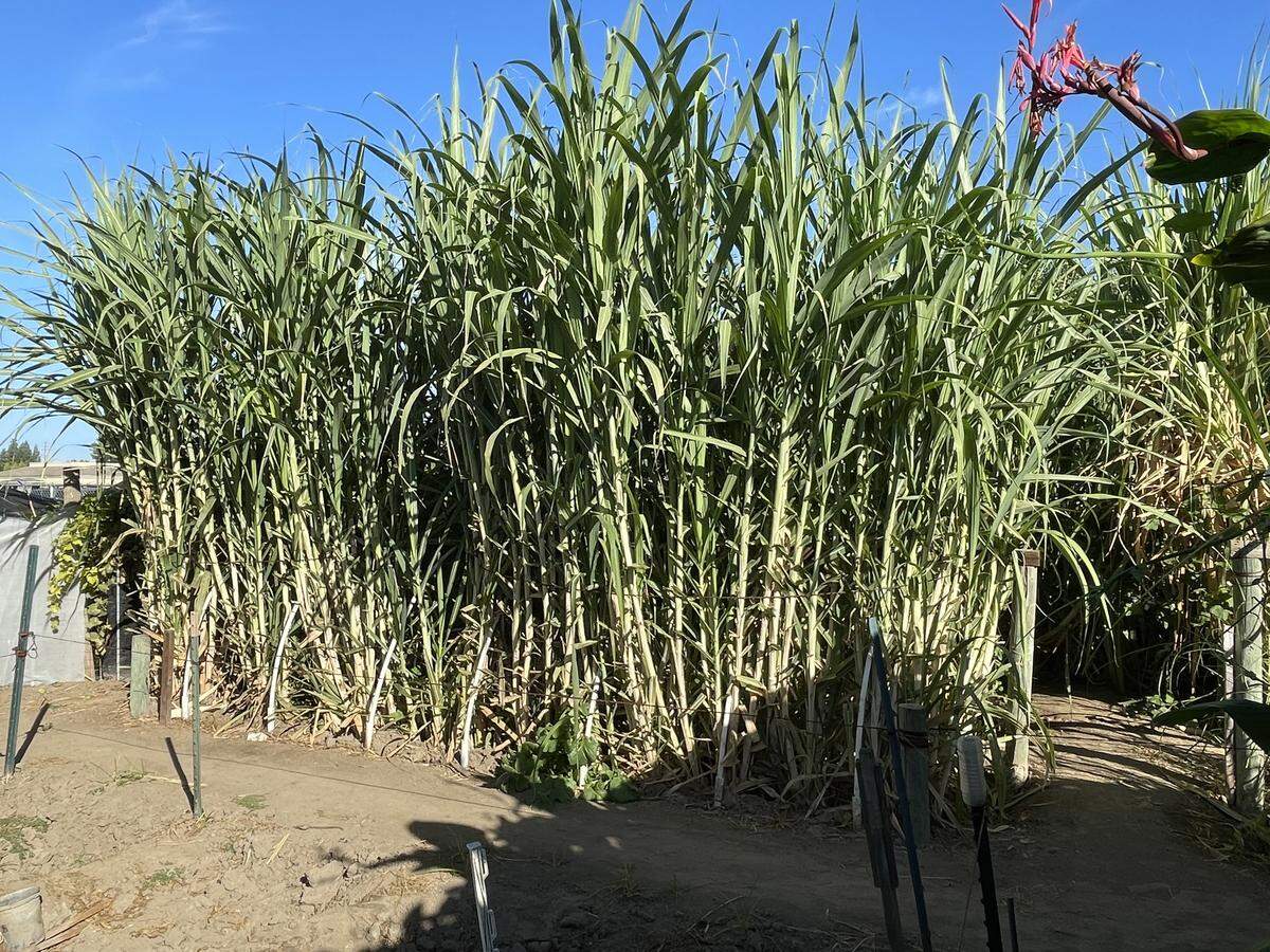 Sugarcane growing at the Church of the Cross Community Garden in Modesto on Saturday, Oct. 4.