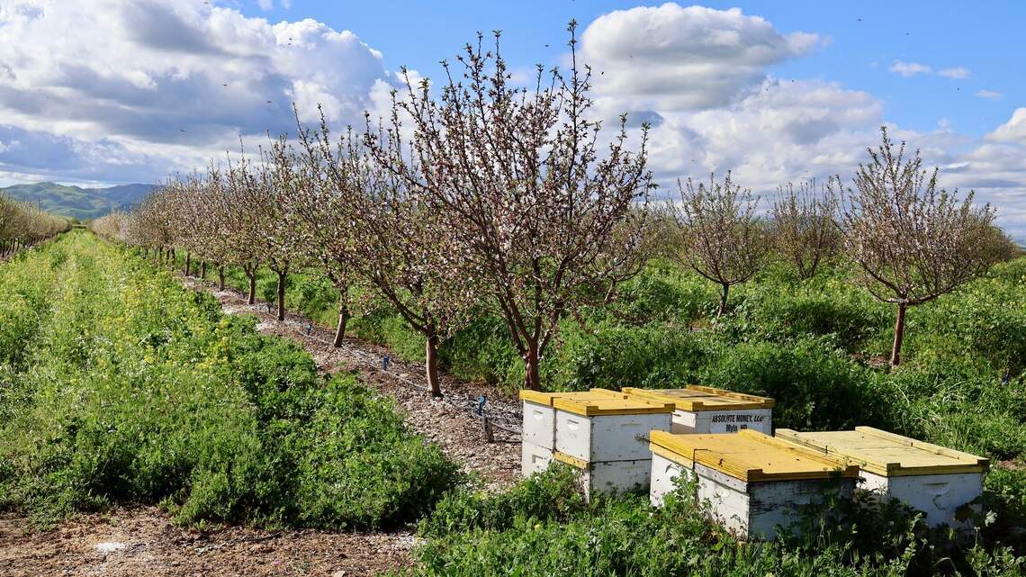 California researcher documents the struggles of bees and their commercial keepers