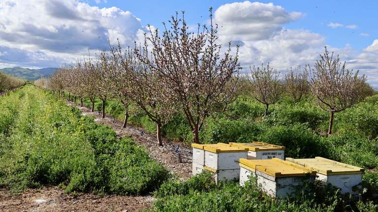 California researcher documents the struggles of bees and their commercial keepers