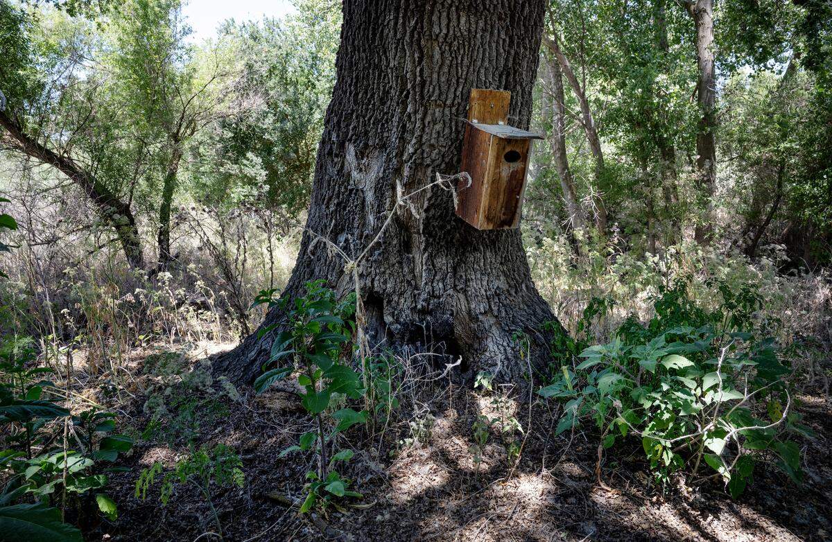 Images of a riparian woodrat were captured during a camera survey near the base of a heritage oak tree at the San Joaquin National Wildlife Refuge.