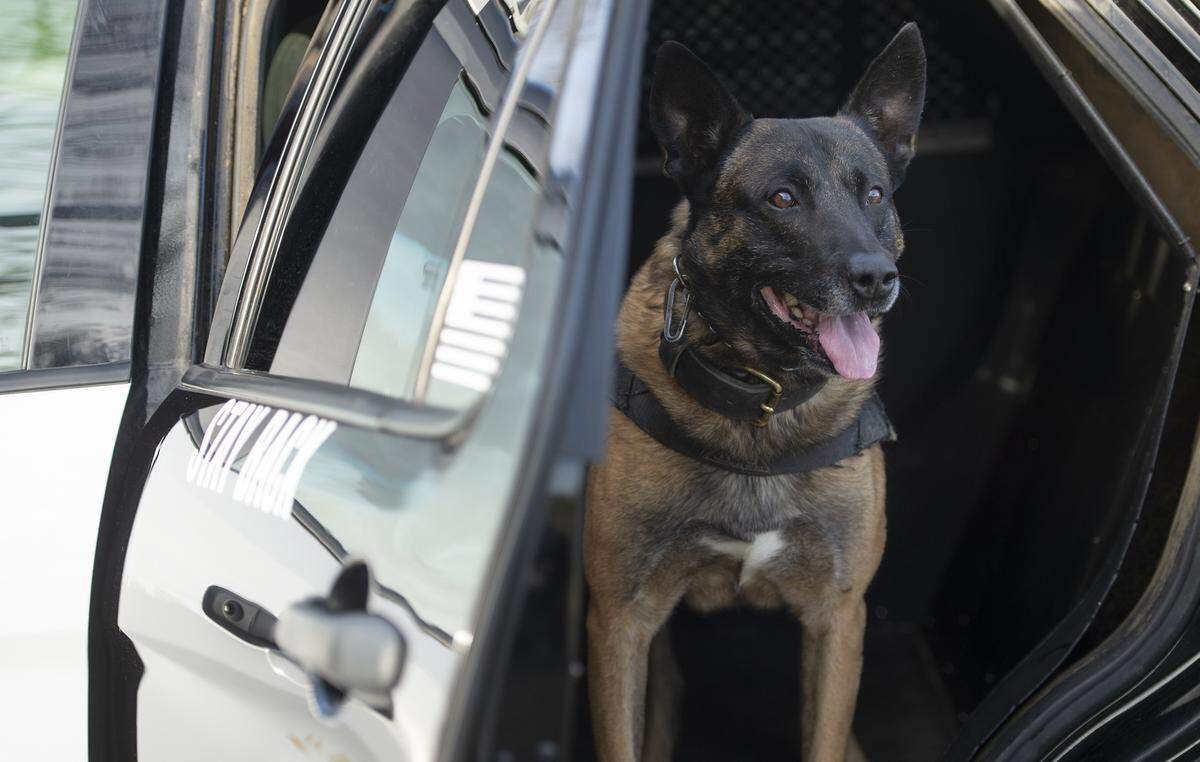 California Highway Patrol K9 officer, Pakito, 9, is retiring as the most senior CHP dog in the state both in terms of years of service and age. Photographed at the CHP office in Salida, Calif., on Tuesday, Dec. 28, 2021.