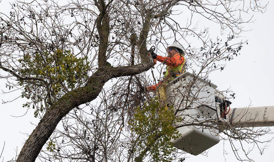 City of Modesto forestry division crew member works on a damaged tree on Rowland Avenue in Modesto, Calif., Tuesday, Jan. 3, 2023.