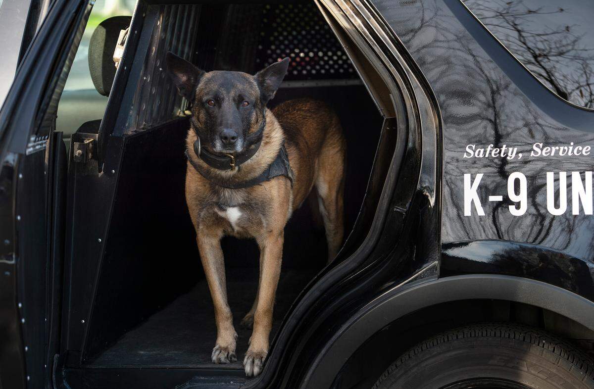 California Highway Patrol K9 officer, Pakito, 9, is retiring as the most senior CHP dog in the state both in terms of years of service and age. Photographed at the CHP office in Salida, Calif., on Tuesday, Dec. 28, 2021.