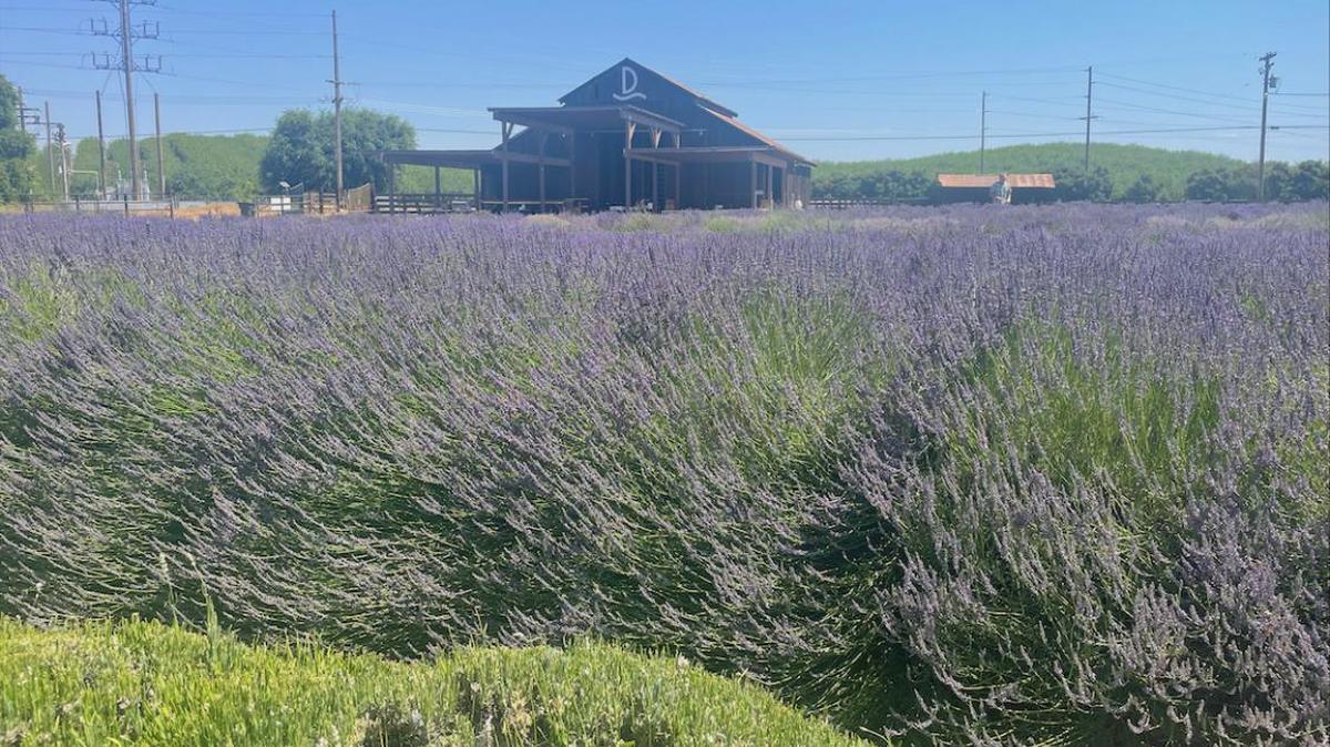 Three acres of lavender plants at Roberts Ferry Lavender Farm in Waterford, California.