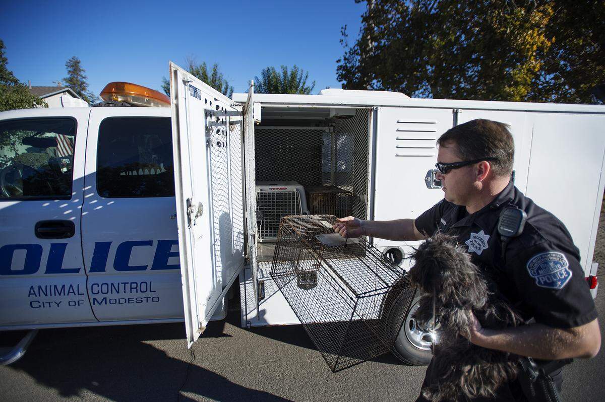 A Modesto Police Animal Control officer puts a stray dog into a carrier in 2014.