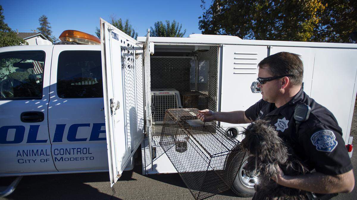 A Modesto Police Animal Control officer puts a stray dog into a carrier in 2014.