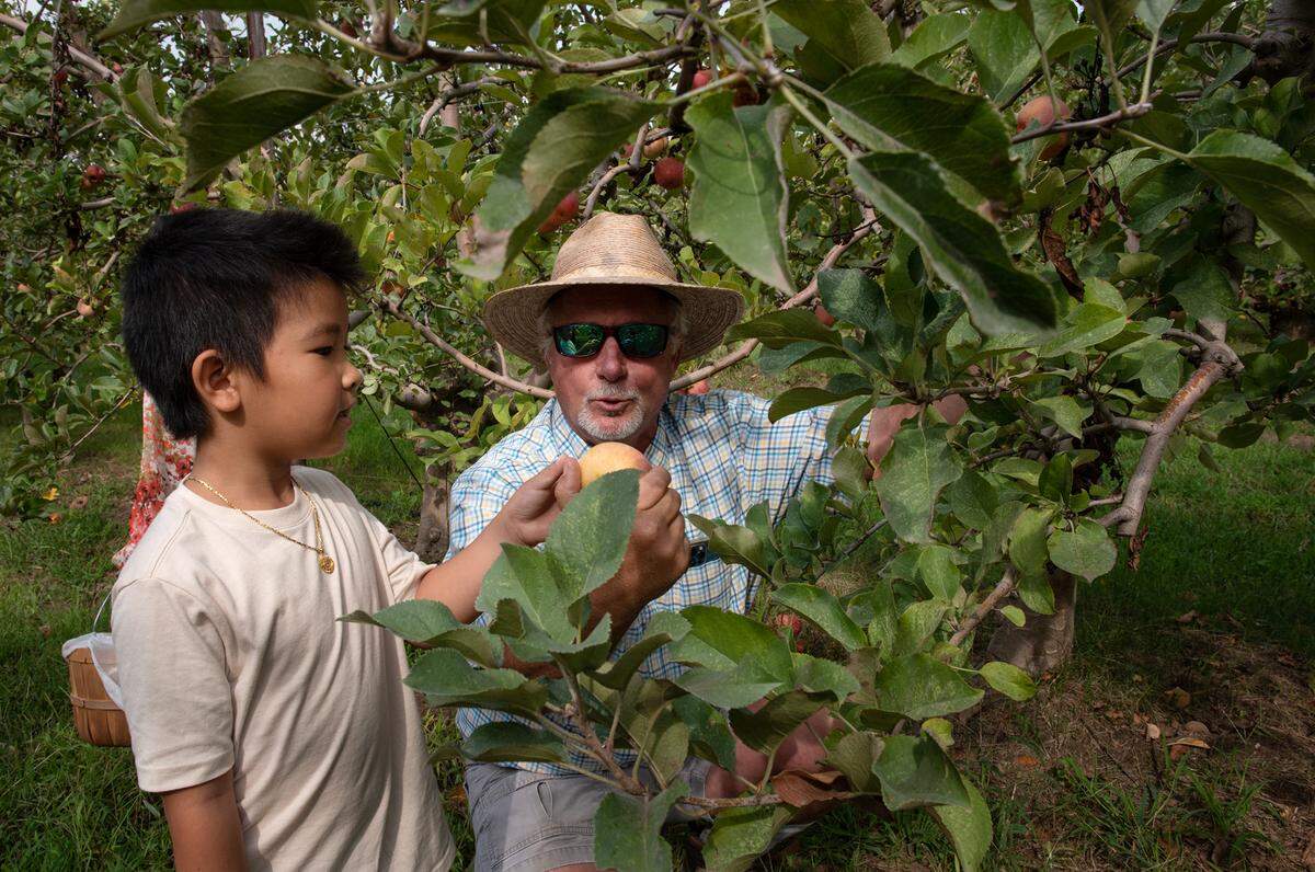 Apple farmer Steve Chinchiolo shows Constantine Lee, 6, how to pick an apple at Lucky You Orchards in Ripon, Calif., on Saturday, September 10, 2022.