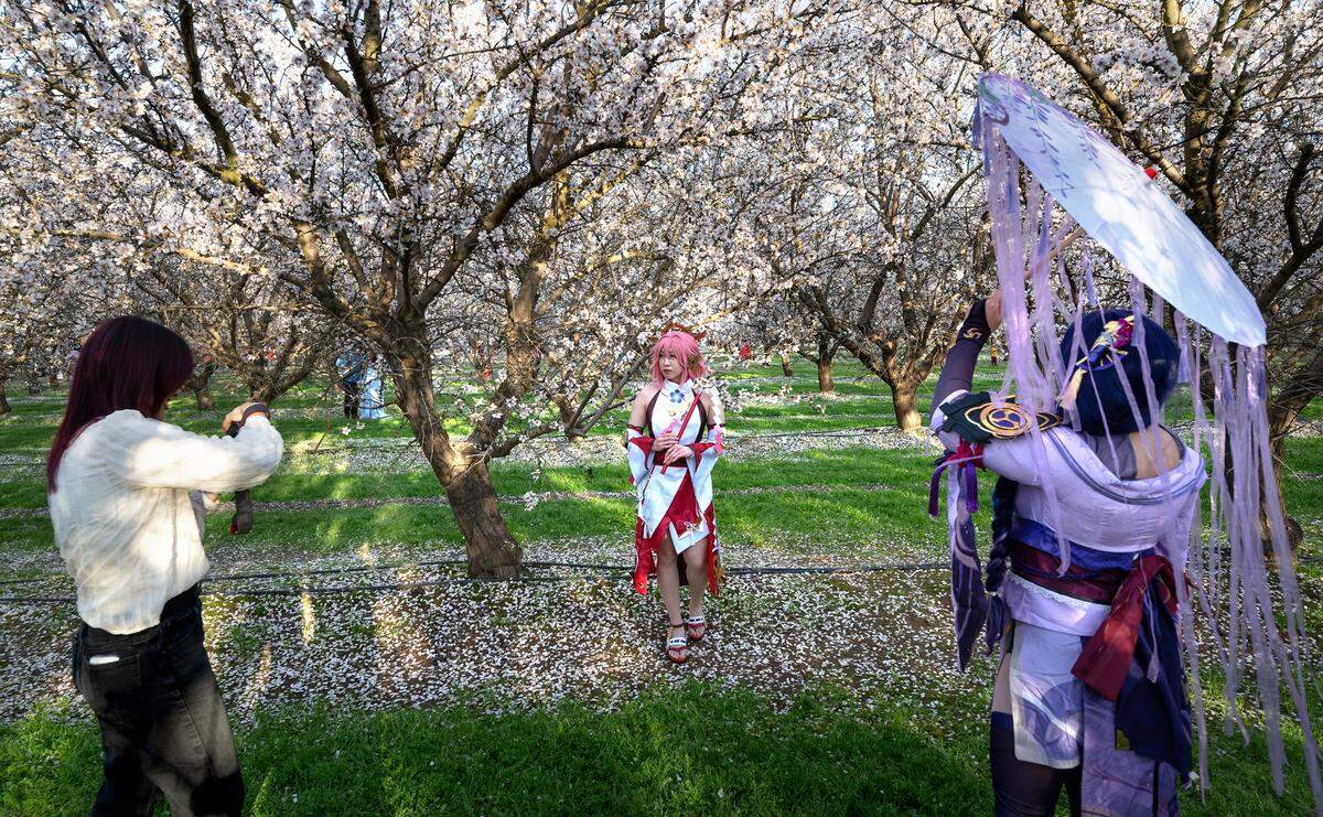 UC Berkeley student Angela Chan, left, photographs friends dressed as characters from ‘Genshin Impact’ as part of a photography school project at Rodin Farms orchard in Modesto, Calif., Saturday, Feb. 24, 2024. Rodin Farms is one of three spots on the Almond Blossom Cruise route where visitors can park their cars and walk among the blooming trees, picnic and take pictures.