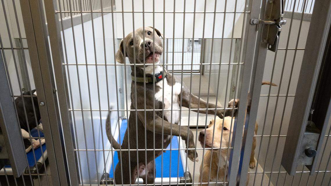 Cachorros de pastor esperan ser adoptados en la dependencia de Servicios para Animales de Stanislaus en Modesto, California, el jueves 14 de marzo de 2024.