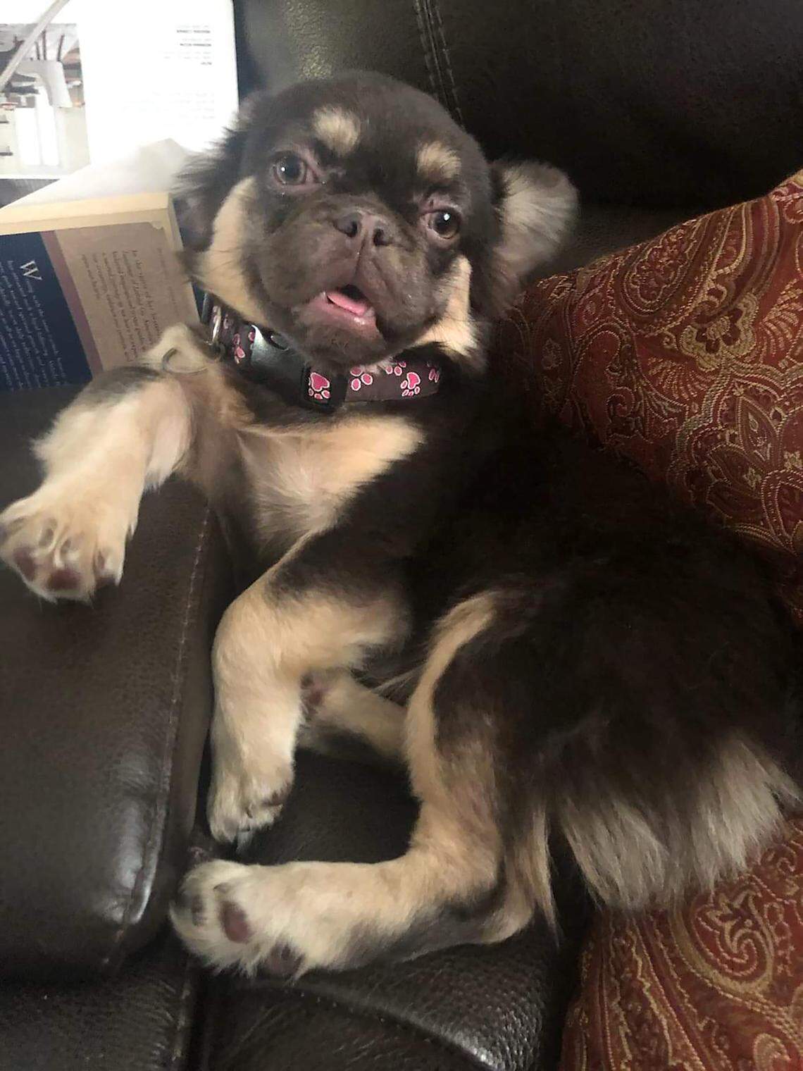 One among the roughly 150 dogs that authorities removed last week from a suspected puppy mill in a west Modesto duplex. The dogs are being cared for in several undisclosed locations.