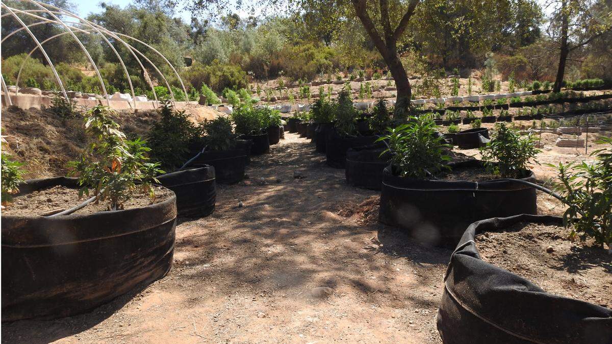 The Calaveras County Sheriff’s Office Marijuana Enforcement Unit served six search warrants for illegal marijuana cultivation on Aug. 13th and 14th, 2020. seized 1,543 marijuana plants and issued three citations.
