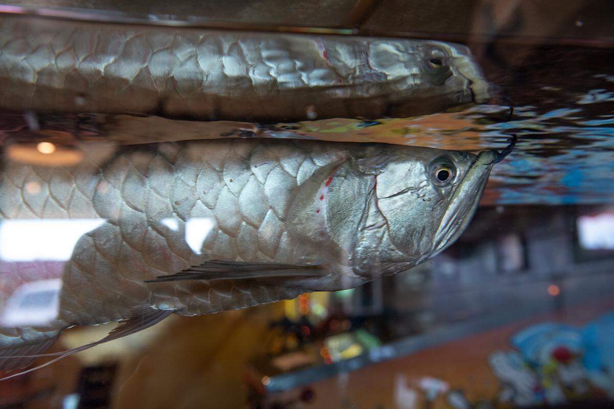 A silver arowana swims around the fish tank at Fast Eddie’s Meal-On-A-Bun on Tully Road in Modesto, Calif., on Wednesday, Feb. 2, 2022.