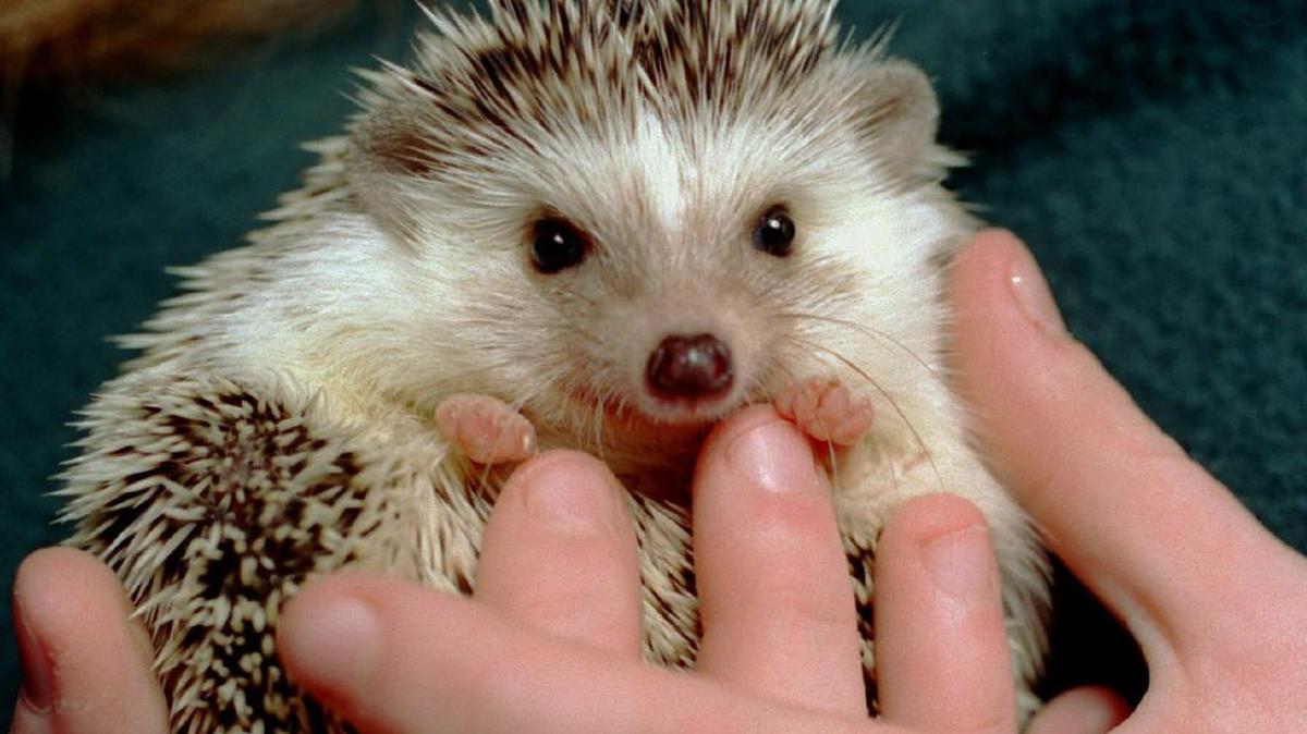 Hedgehogs are small mammals native to Europe and Africa that have been introduced into the pet trade and are legal pets in many states in the U.S. Not, however, in California, where they are illegal. Nevertheless, veterinarians are able to treat these companions legally as patients.