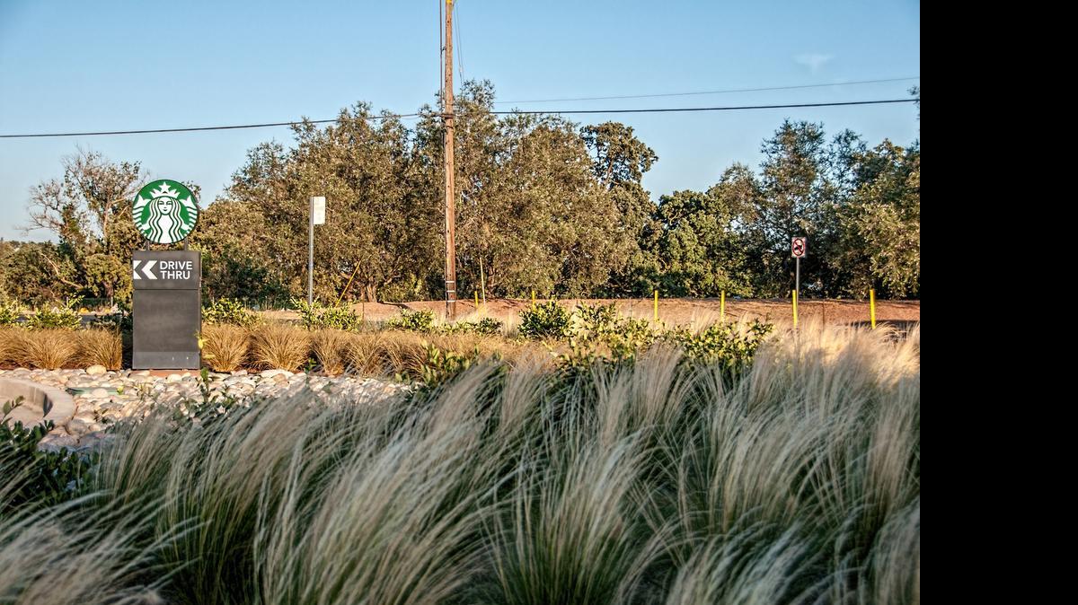 
Mexican feather grass blows in the breeze outside the Starbucks at Oakdale Road and Scenic Avenue. The Modesto Garden Club selected this site for Garden of the Month.

