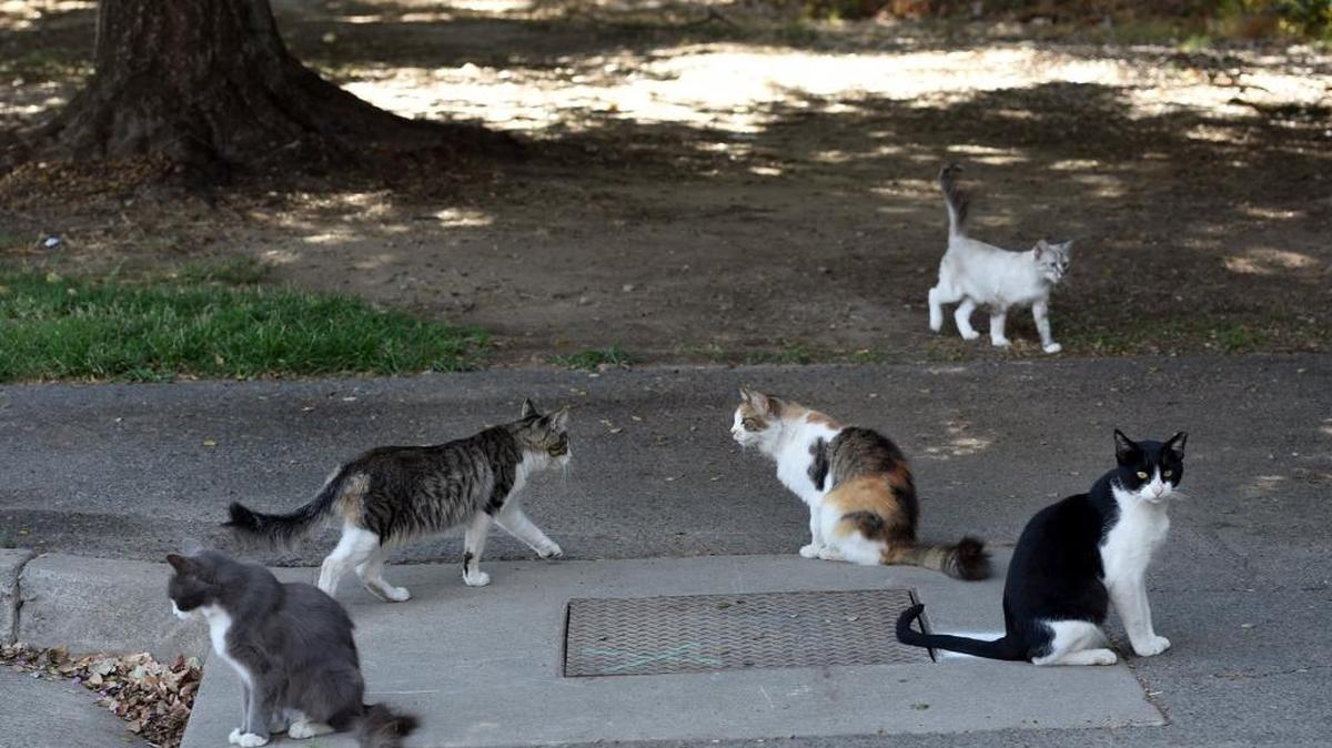 Feral cats gather at Tuolumne River Regional Park in Modesto in August 2015. Modesto has a significant problem with feral cats in many of its neighborhoods.