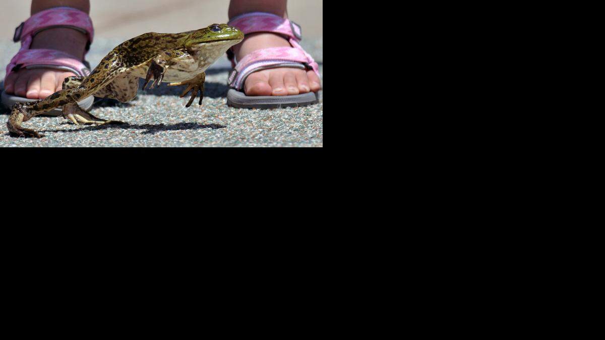 
The Calaveras County Fair in Angels Camp is home to the annual Jumping Frog Jubilee based upon Mark Twain's immortal "The Celebrated Jumping Frog of Calaveras County." 
