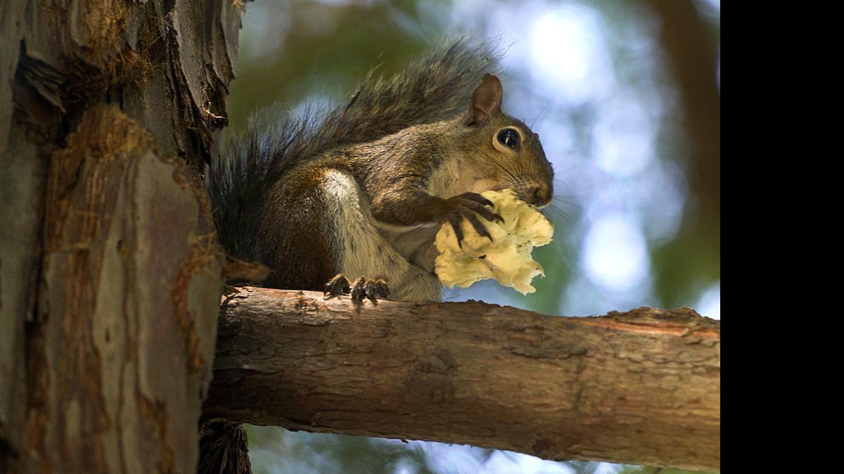 
Squirrels are possible carriers of the bubonic plague.
