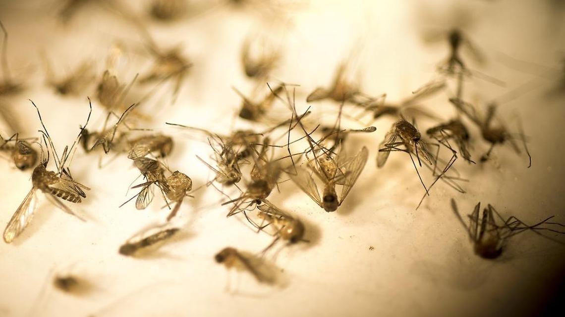 Mosquitos by species and sex prior to testing at East Side Mosquito Abatement District in Modesto, Calif., on Wednesday, July 20, 2016.