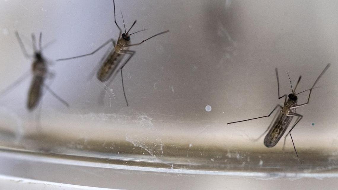 Adult Culex tarsalis mosquitoes, carriers of the West Nile virus, move around in a specimen container at the Turlock Mosquito Abatement District office in Turlock, Calif., on Wednesday, May 4, 2016.