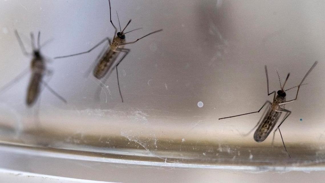 Adult Culex tarsalis mosquitos, carriers of the West Nile virus, move around in a specimen container at the Turlock Mosquito Abatement District office in Turlock, Calif., in 2016