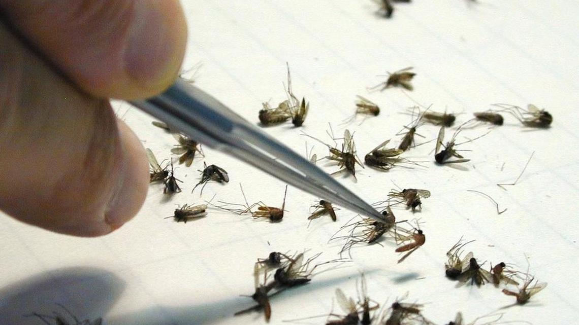 Dead mosquitoes are sorted after an encephalitis outbreak in New York
