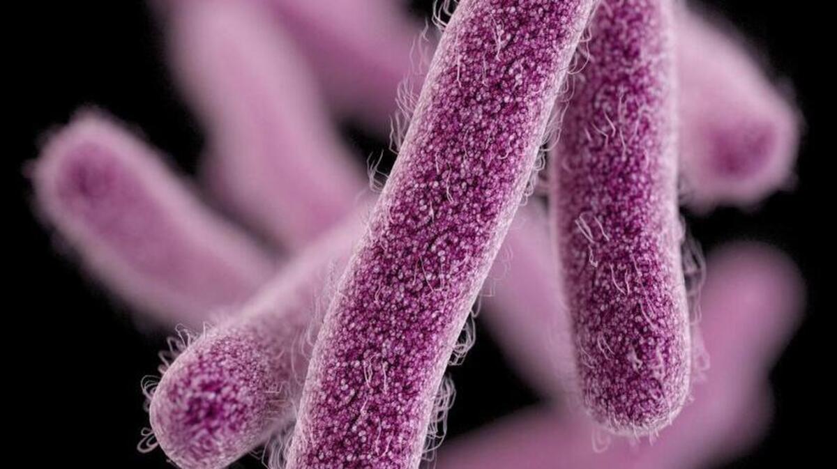 This illustration made available by the Centers for Disease Control and Prevention shows the Shigella bacteria.