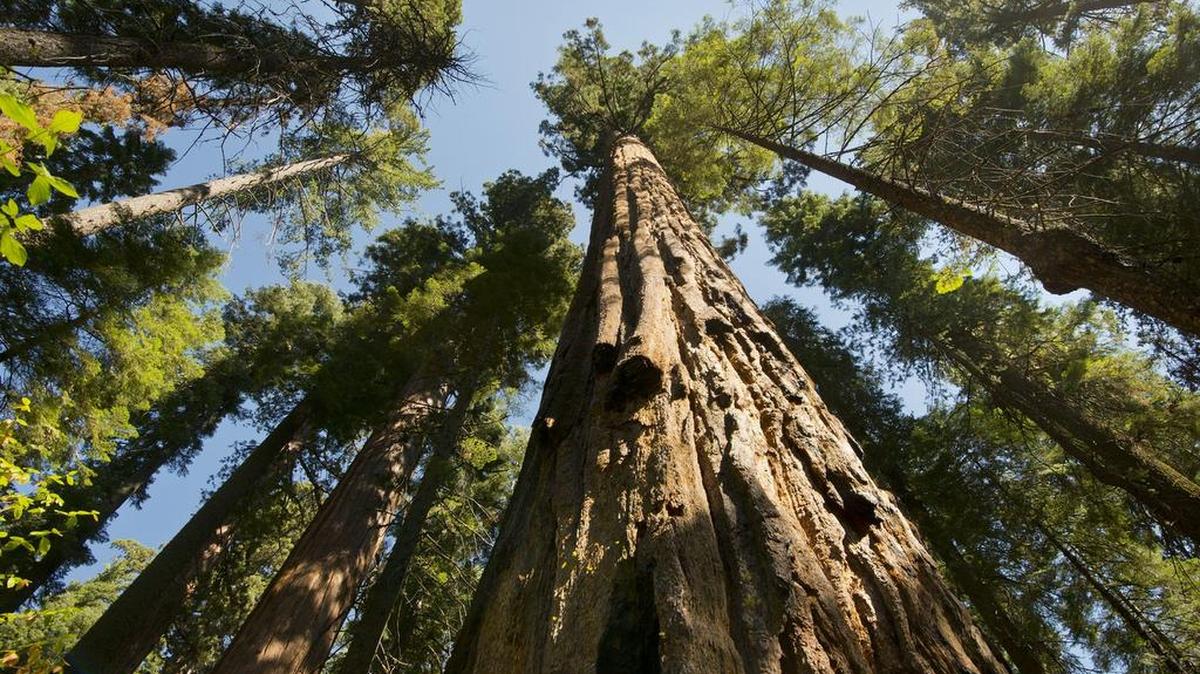 Sequoias stretch toward the sky in Arnold at Calaveras Big Trees State Park.