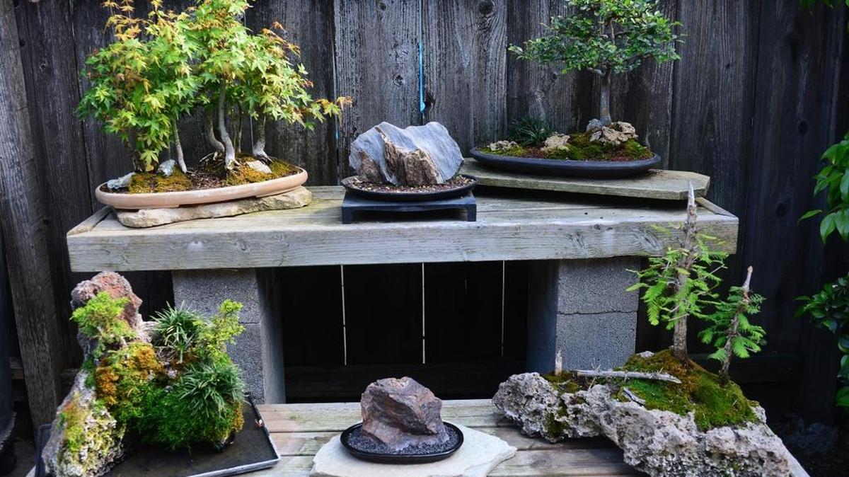 Four bonsai trees, on the top shelf from left, is a forest of Japanese maples, a Chinese elm, and below from left, are junipers on rocks, and two dawn redwood trees. Pictured in 2014