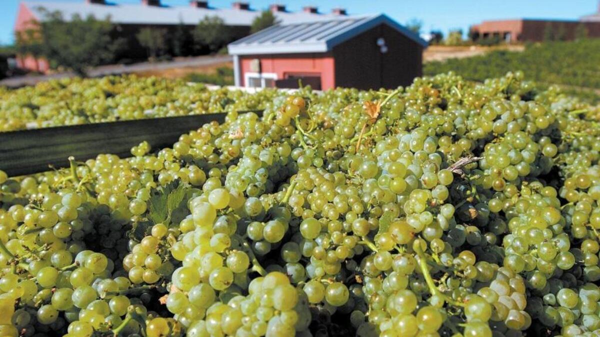 A truck load of recently harvested grapes makes its way to a winery in Paso Robles.