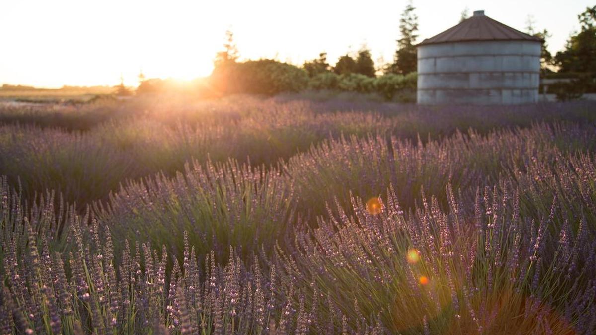 
Pageo Lavender Farm will be the site of the new festival.
