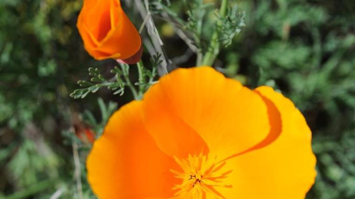 Visitors to the Pacheco State Park were able to see California Poppies during a past year’s annual Wildflower Day.