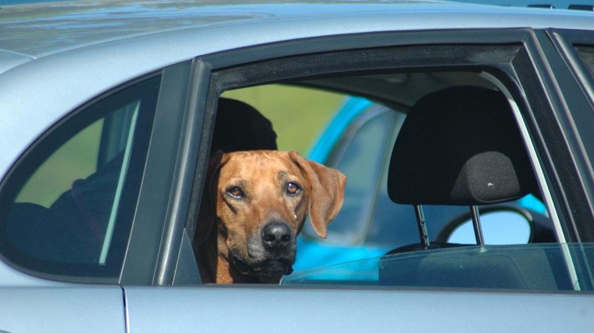 Make sure to keep your dog safe and secure while riding in the car.