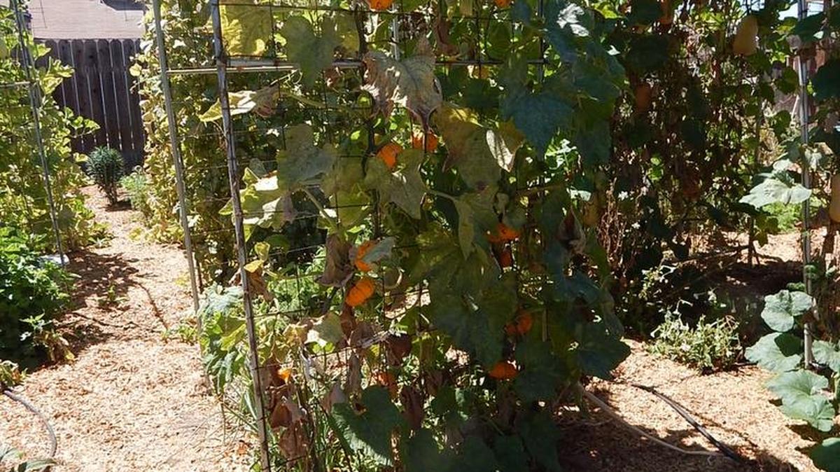 Tiny pumpkins climb a trellis. Growing heirlooms gives a vegetable gardener a greater range of varieties.