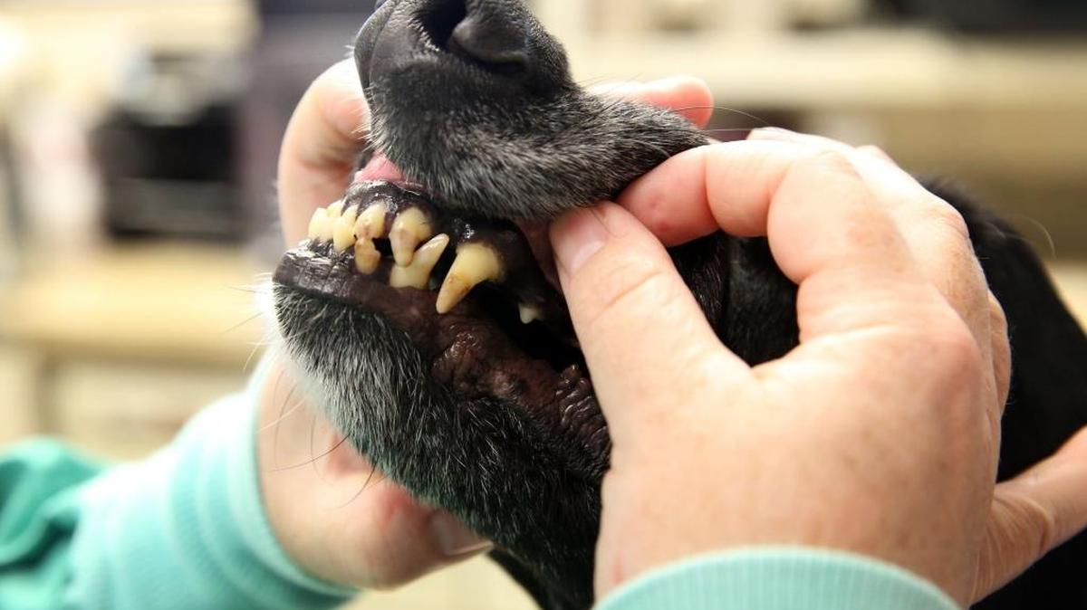 Having your dog’s teeth cleaned by your vet is important to his or her health.