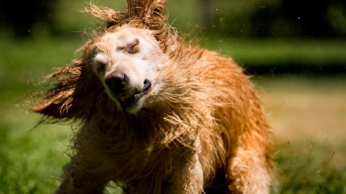 A little water play can help keep your dog active and cooled down in the summer months.