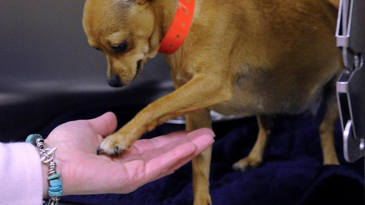Chihuahuas are one of two breeds targeted by a new spay-neuter and vaccination program of the Stanislaus County Animal Services Agency.