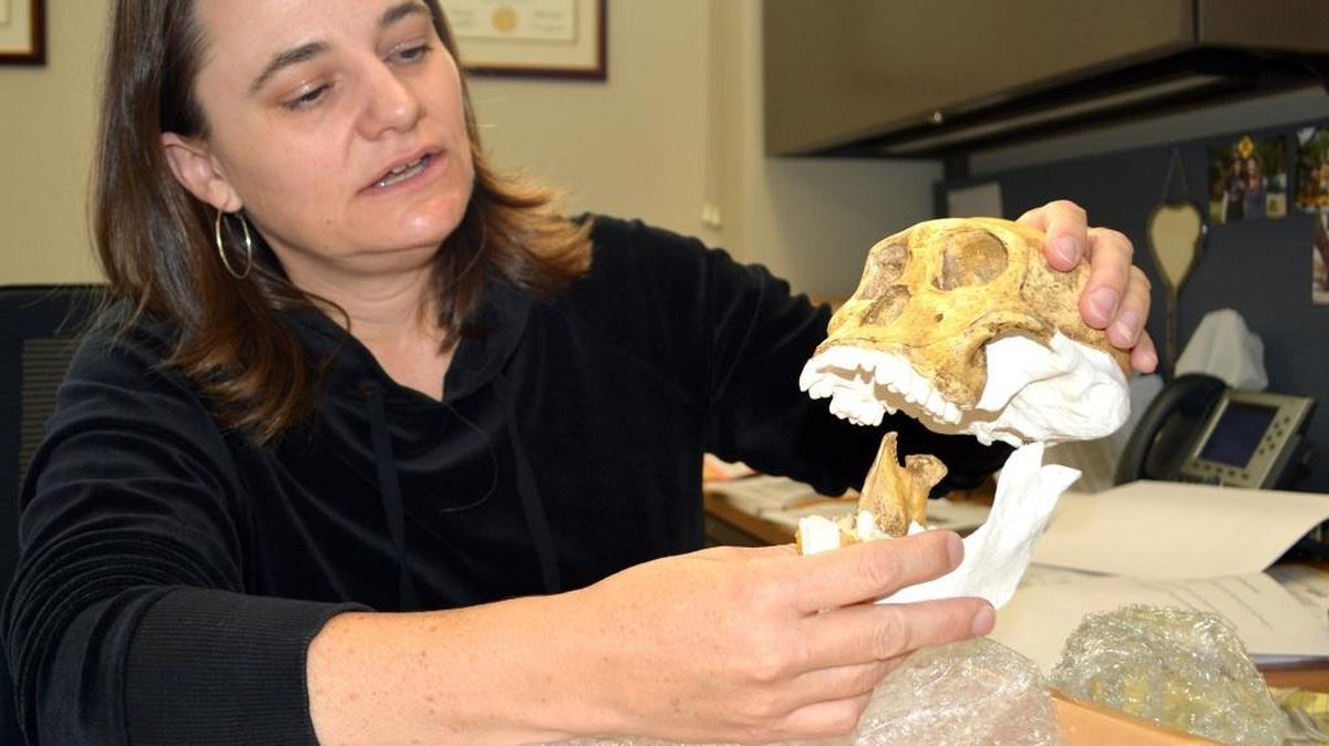 
Debra Bolter, professor of anthropology at Modesto Junior College, shows her current research project – the bones and skull of a juvenile male primate from the Malapa cave in the same Cradle of Life region of South Africa where the Rising Star site is located. Bolter was called into the dig because of her expertise in juvenile primate bones. She is pictured in her office at MJC on Thursday.
