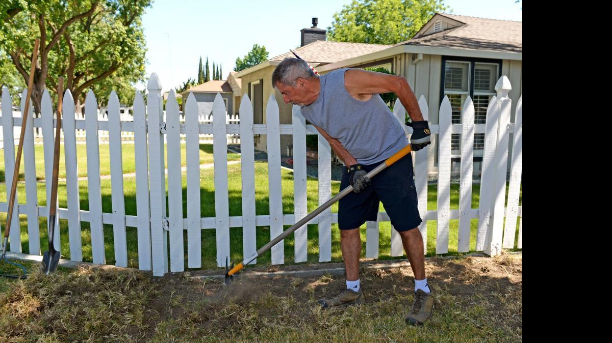 
Bob Tabler takes out some dry grass in front of his home on Friday morning on Santa Barbara Avenue in Modesto. Tabler, who currently has a green front lawn, is in the midst of taking out about a third of it and replacing it with rock. While he won’t qualify for Modesto’s proposed Cash for Grass program because of that, he feels the program is a good idea..
