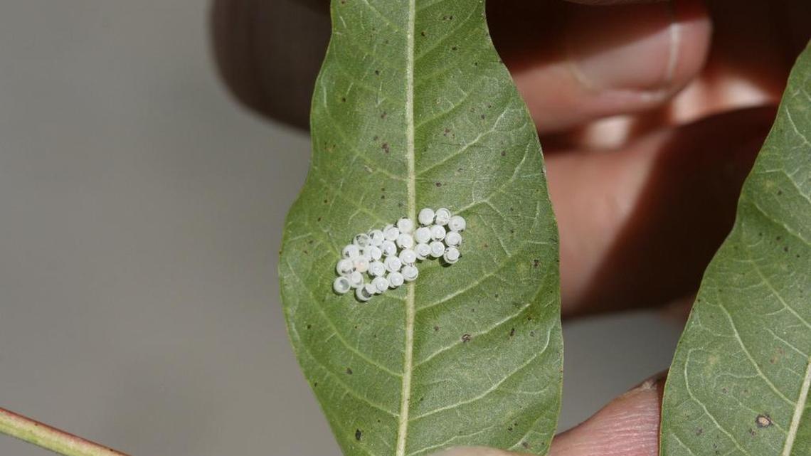 
Above, the eggs of a brown marmorated stink bug are found on the back of a Chinese pistache leaf in midtown Sacramento in September 2013. The pest, shown on a tree branch at left, harms many fruit and vegetable crops. 
