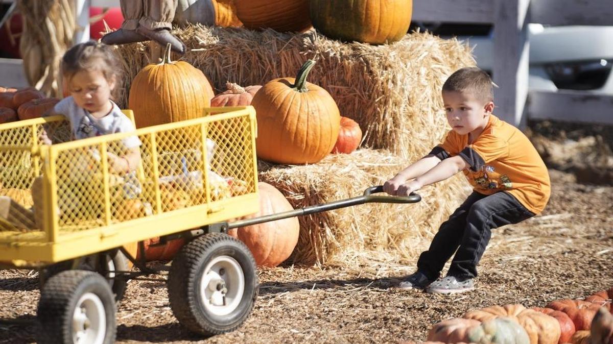 Emerson Jimenez, 4, pulls his sister Lola, 2, through the pumpkins at Dutch Hollow Farms in Riverbank, Calif., on Saturday, Oct. 28, 2017.
