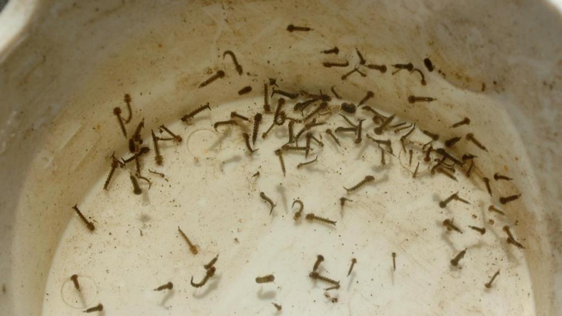 Closeup of a dipper filled with mosquito larvae.
