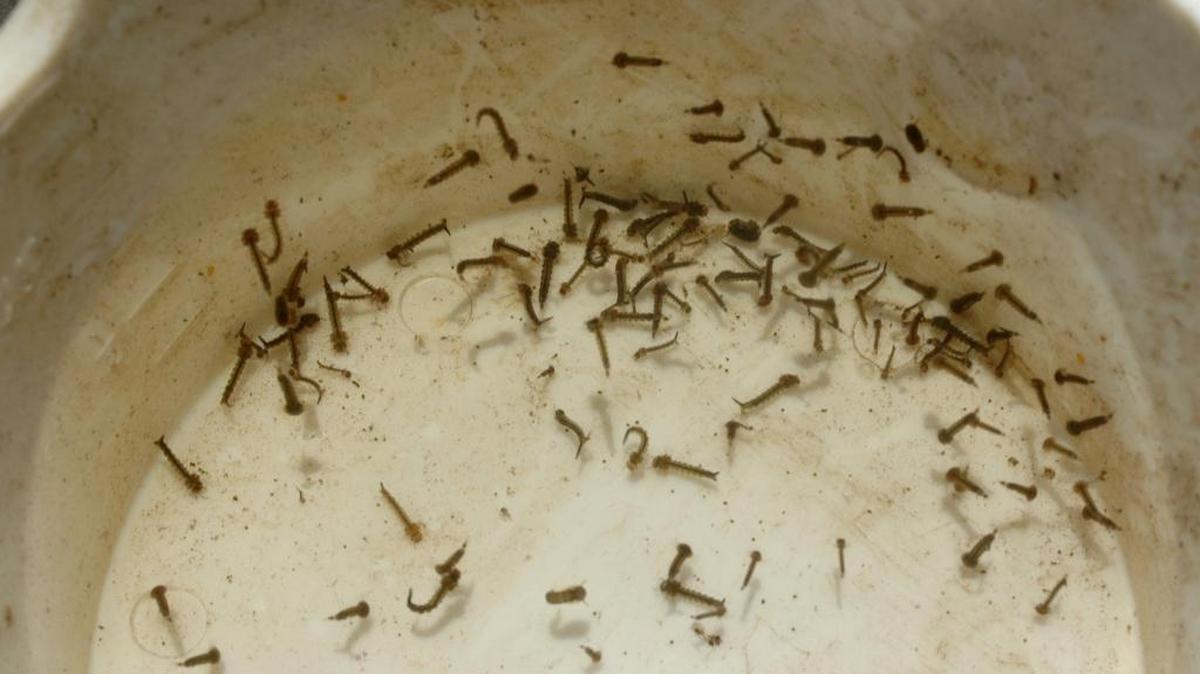 Closeup of a dipper filled with mosquito larvae taken from a Turlock home in 2007.