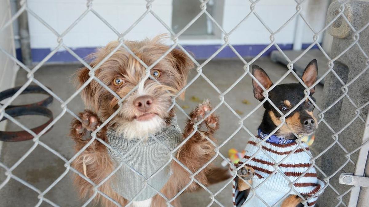 The Modesto nonprofit animal rescue Wags and Whiskers held its annual open house Saturday, Nov. 15, 2015. Two adoptable pups look out as visitors walk by.