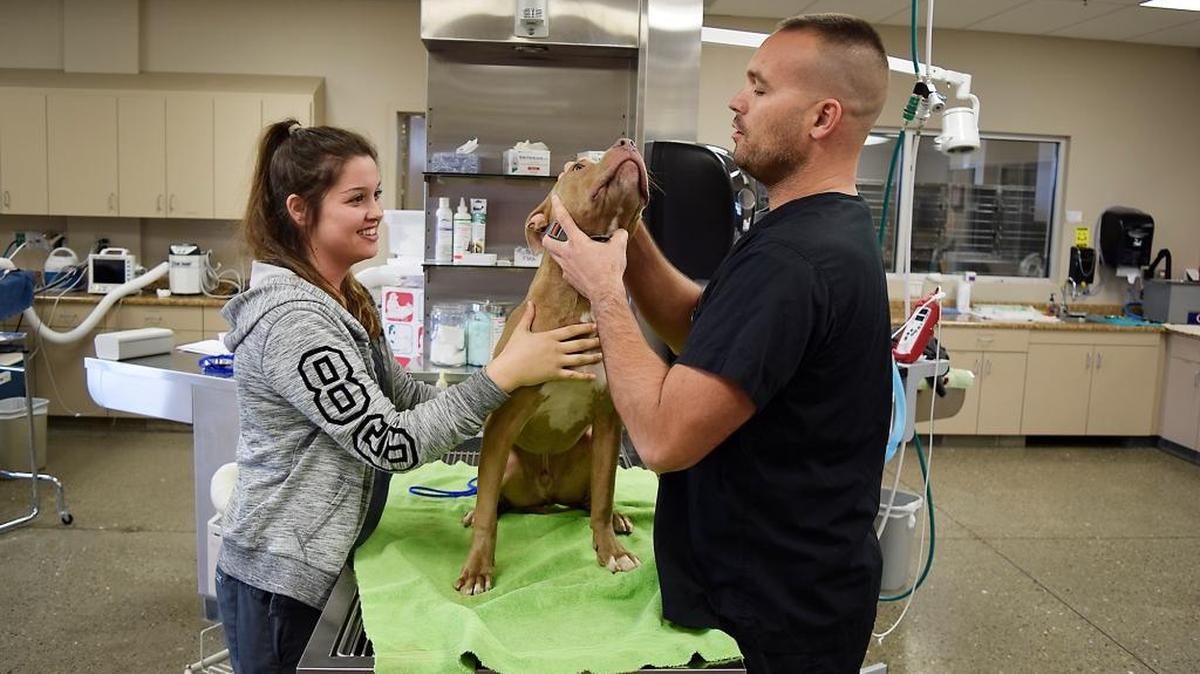 Dr. Chad O’Brien and registered veterinary technician Elena Sotelo work on a patient at Beckwith Veterinary Hospital in Modesto on Wednesday, March 23, 2016. Beckwith Veterinary has offered its services to examine and treat as needed the pets of women and children staying at the Haven Women’s Center emergency shelter.