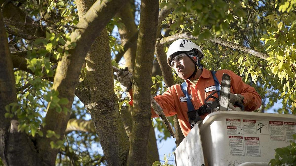 Modesto city tree trimmer Orlando Reyes cuts dead branches from a hackberry on Malaga Way in Modesto on Monday, Nov. 17.