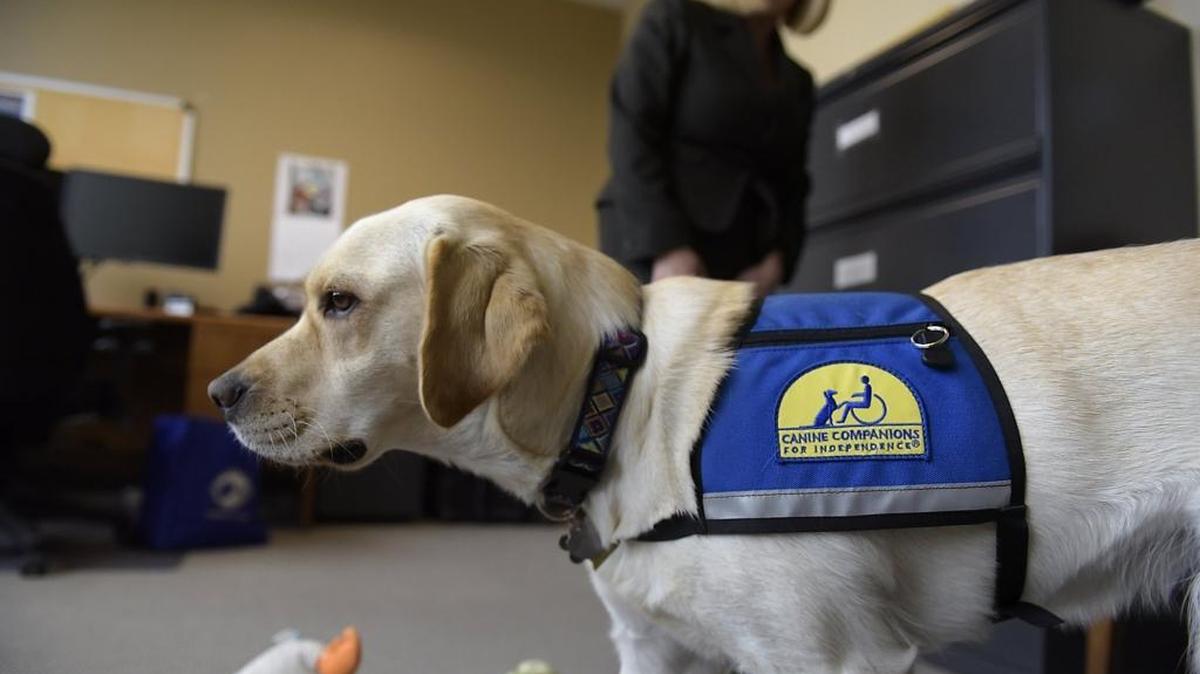 Honor, an assistance dog used by the Stanislaus County District Attorney’s Office, is trained to help put crime victims at ease when they testify in court or speak to authorities.